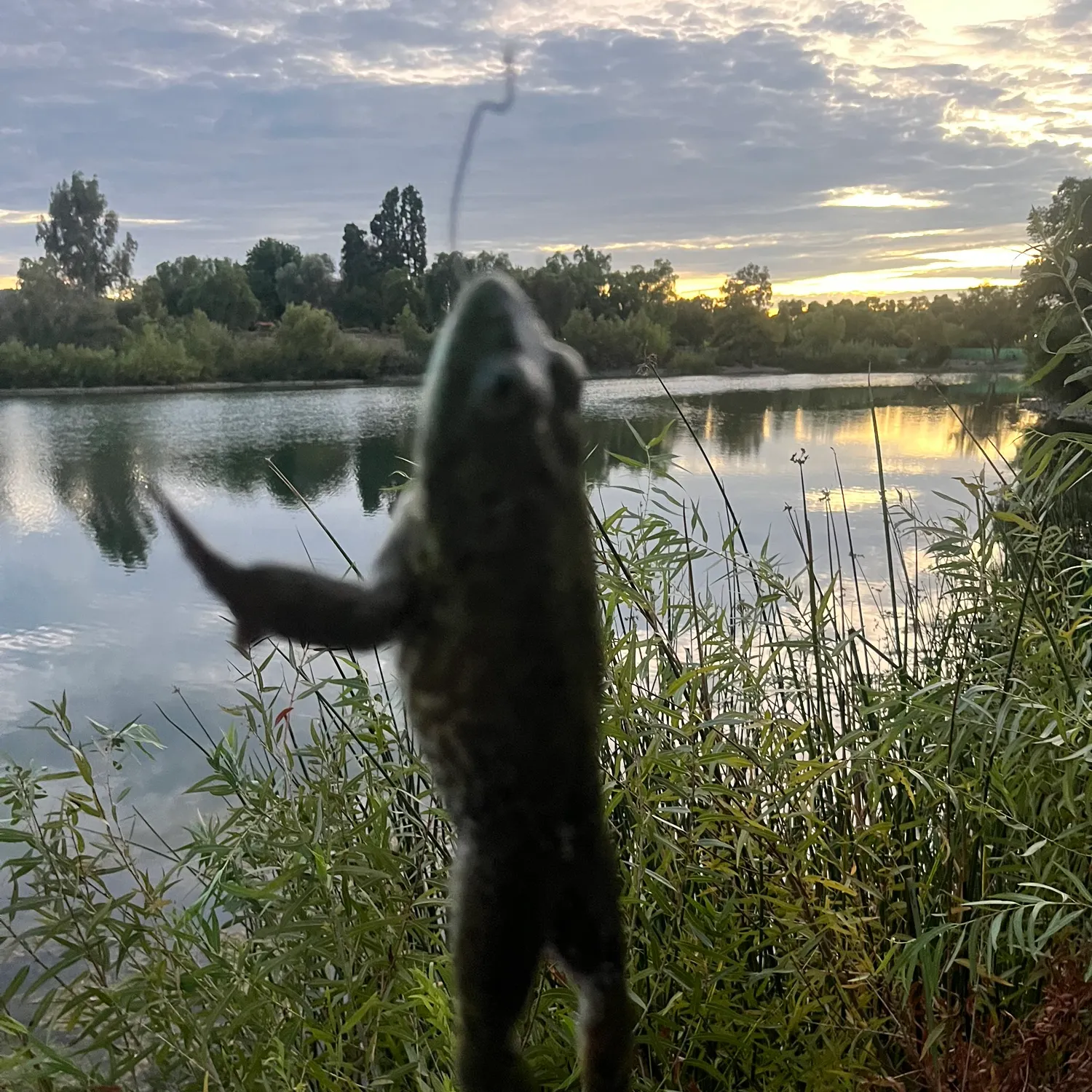 American bullfrog caught on Fishbrain