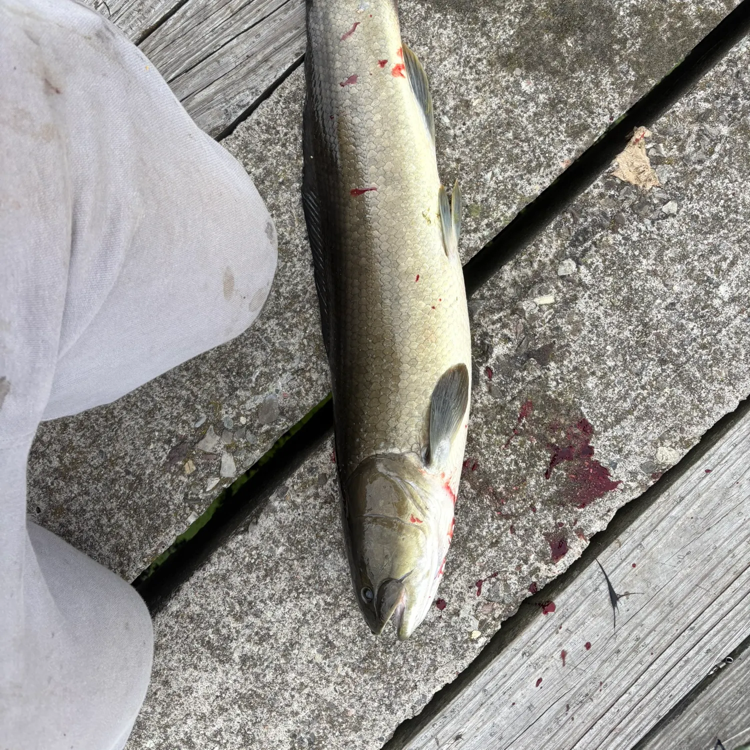 Eyetail bowfin caught on Fishbrain