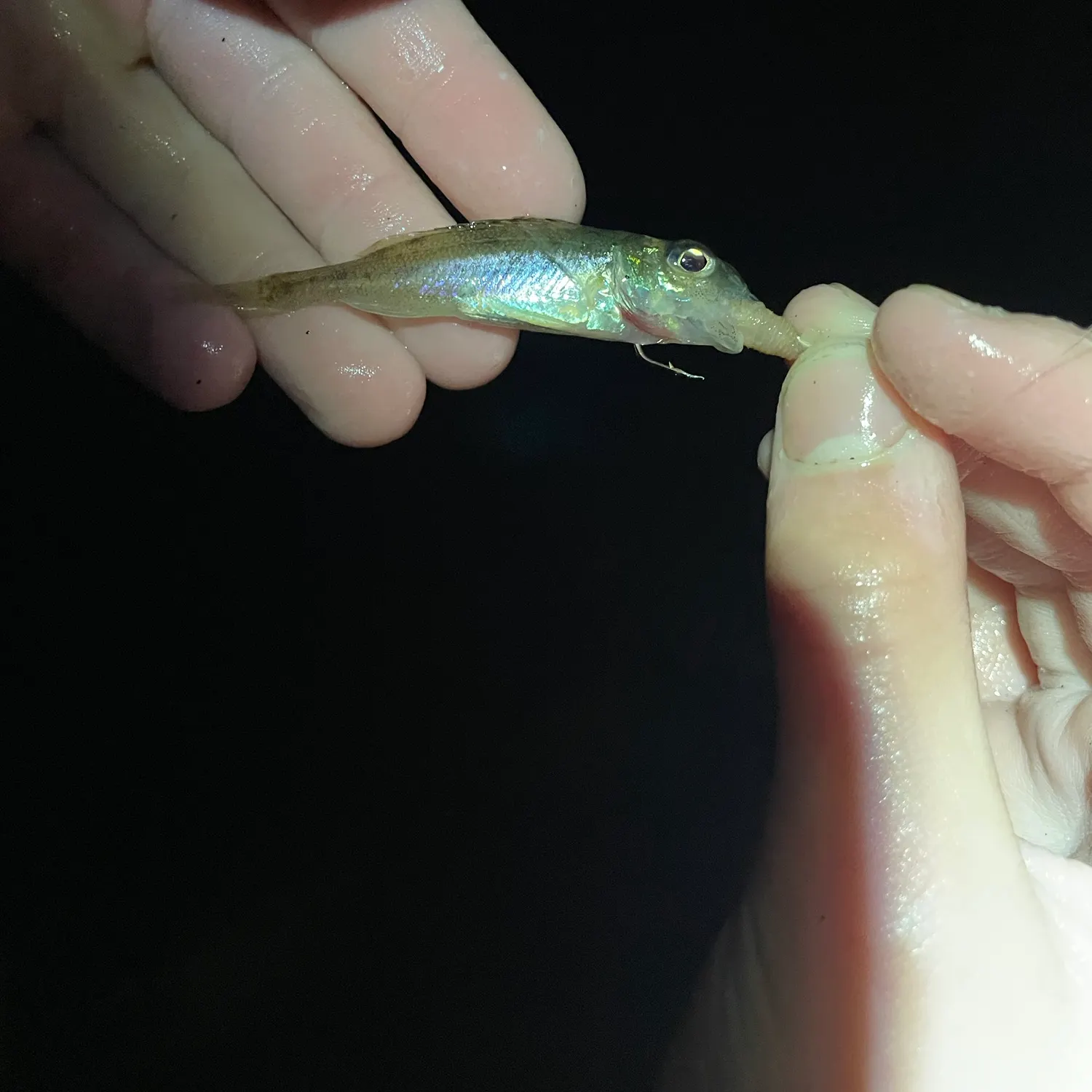 Eurasian ruffe caught on Fishbrain