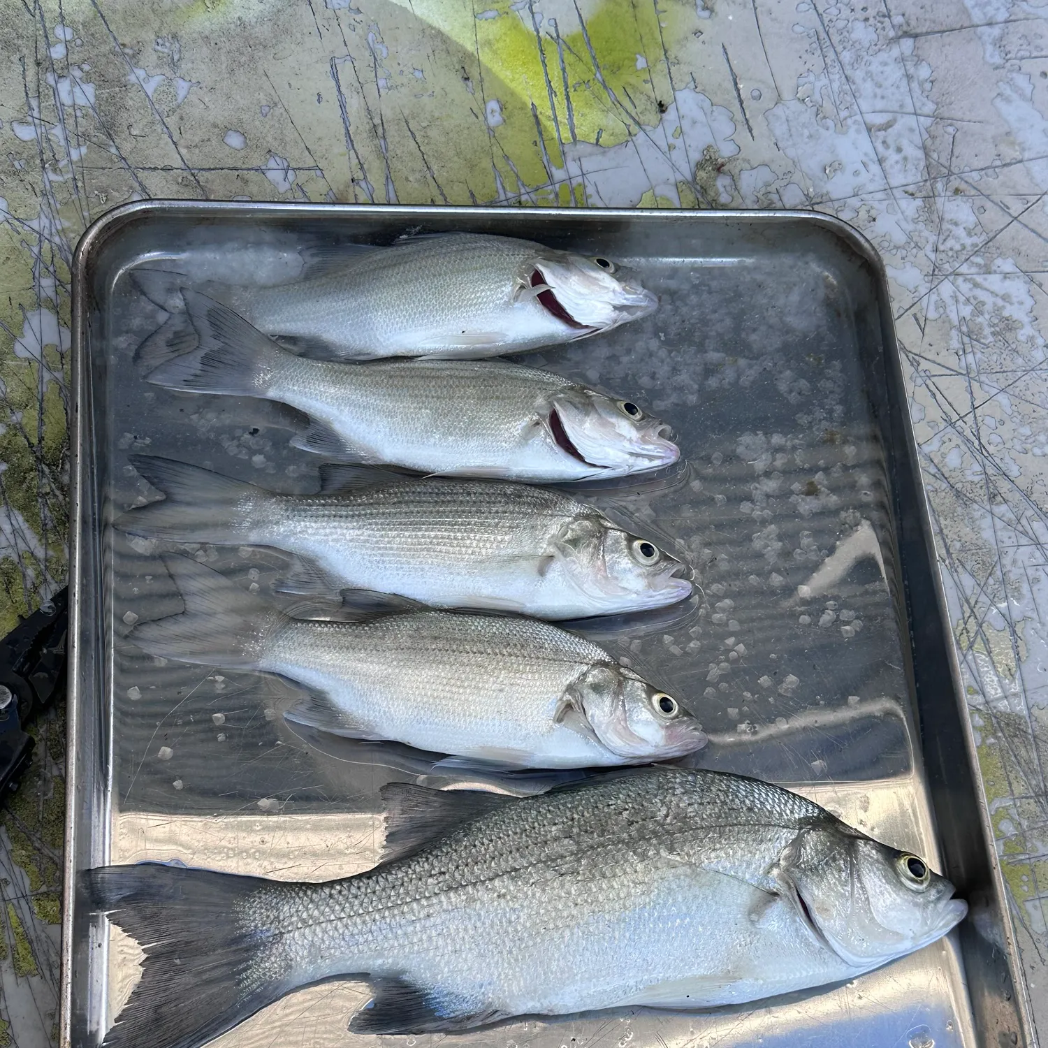 recently logged catches