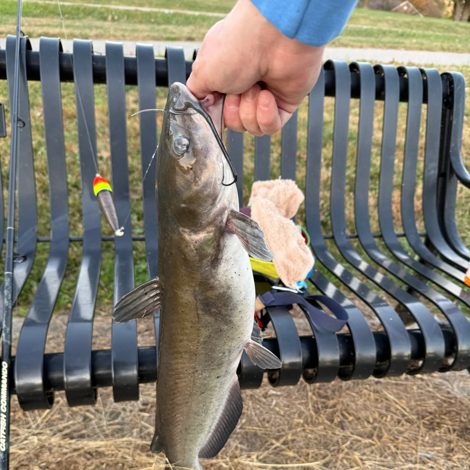 Channel catfish caught on Fishbrain