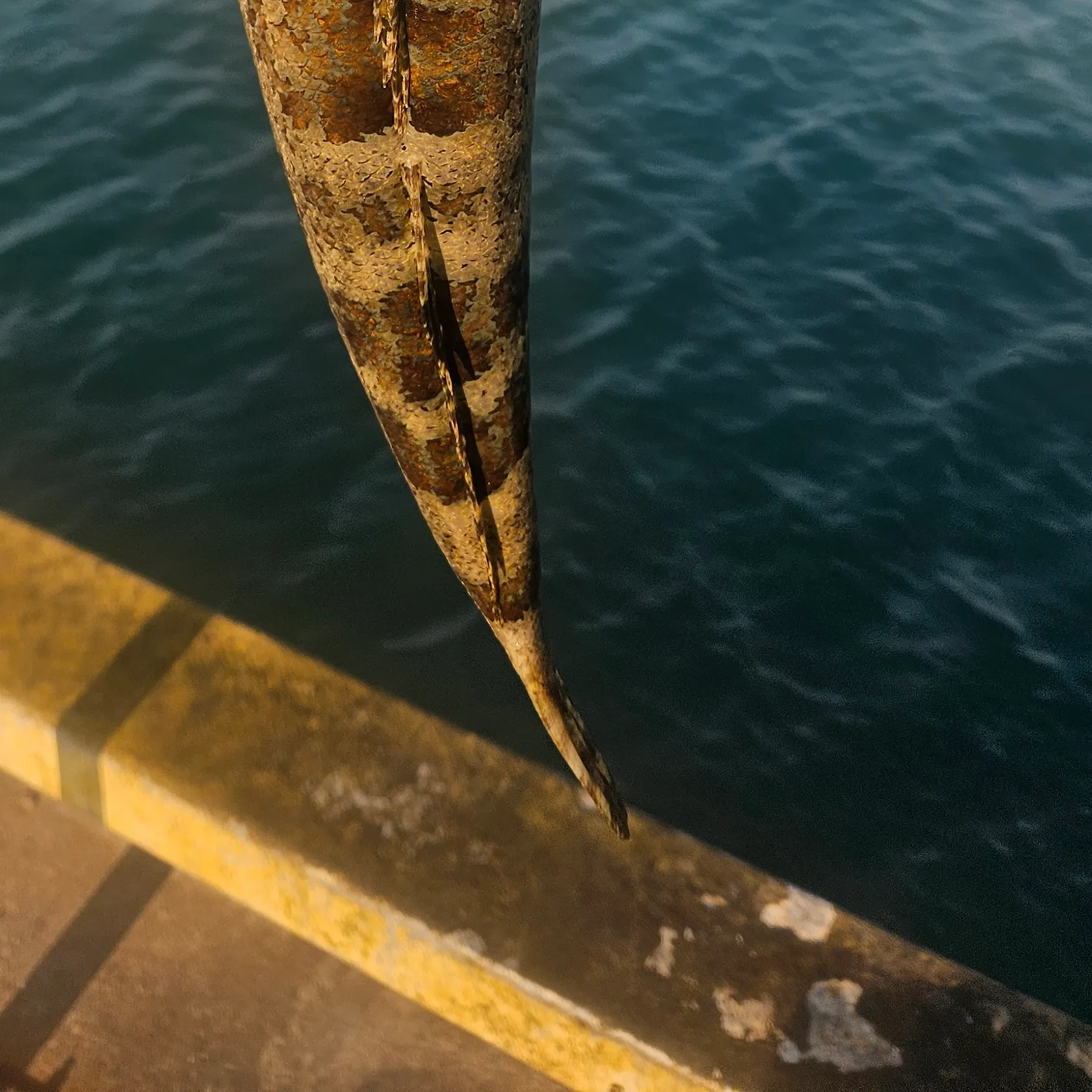 Dusky flathead caught on Fishbrain