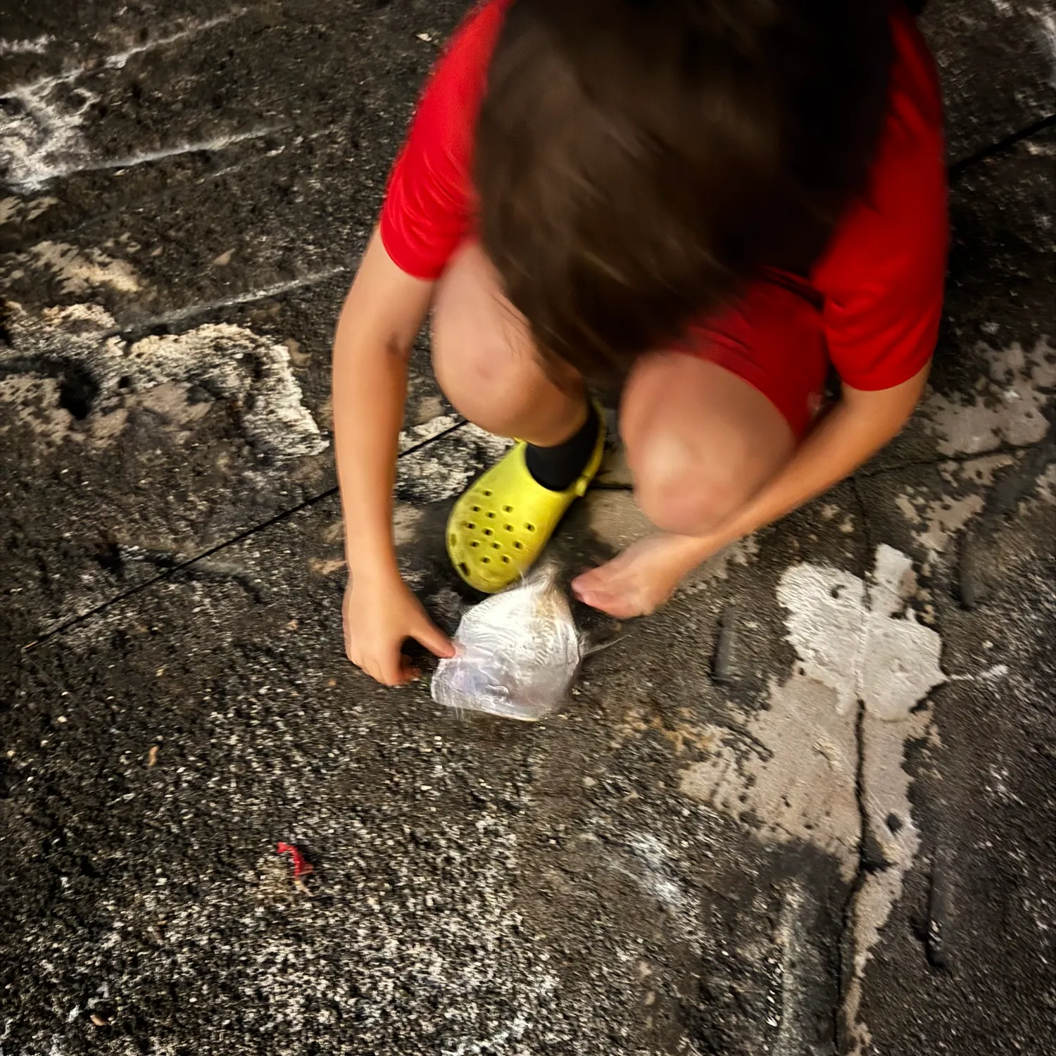 The most recent Lookdown catches on Fishbrain