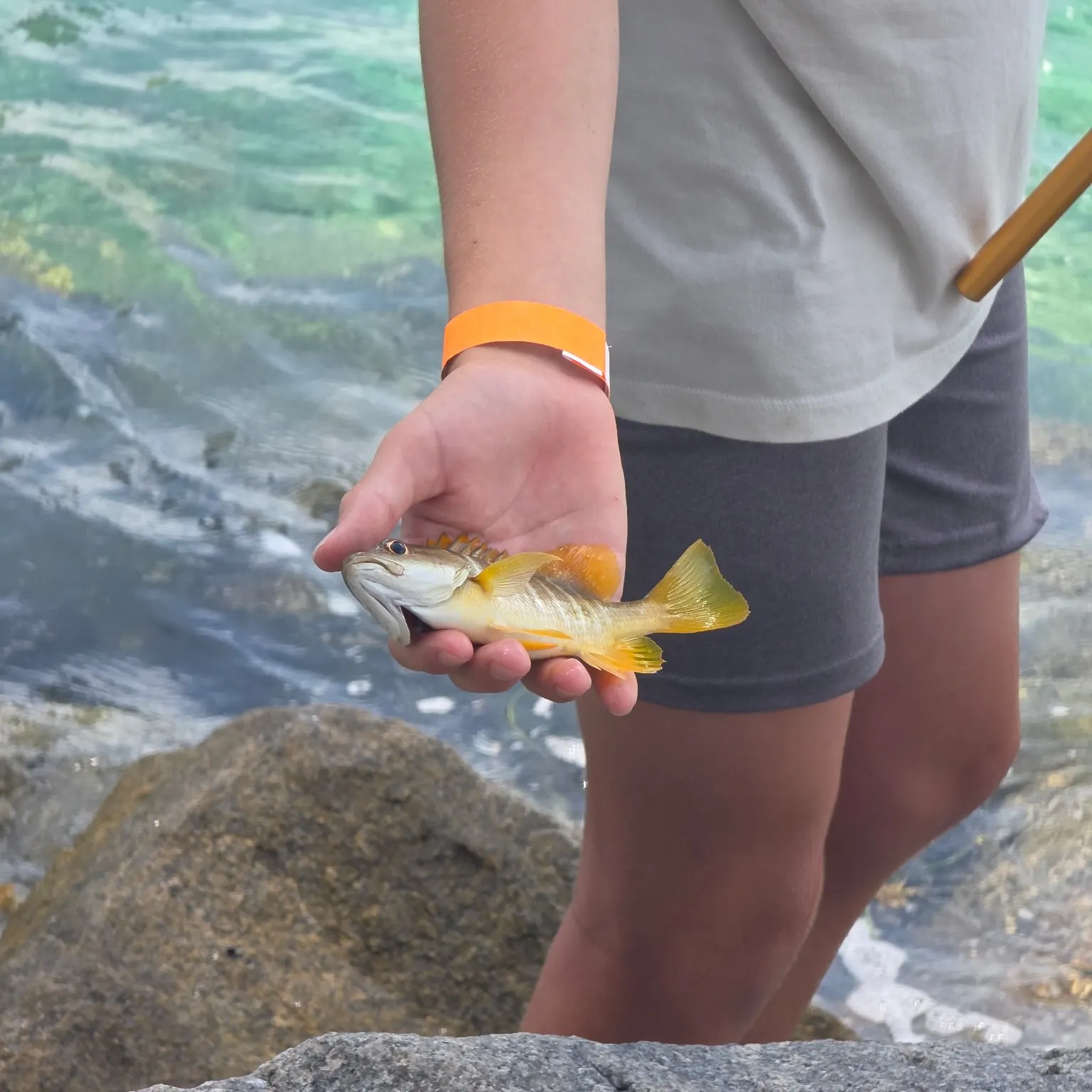 The most recent Bluestriped grunt catches on Fishbrain