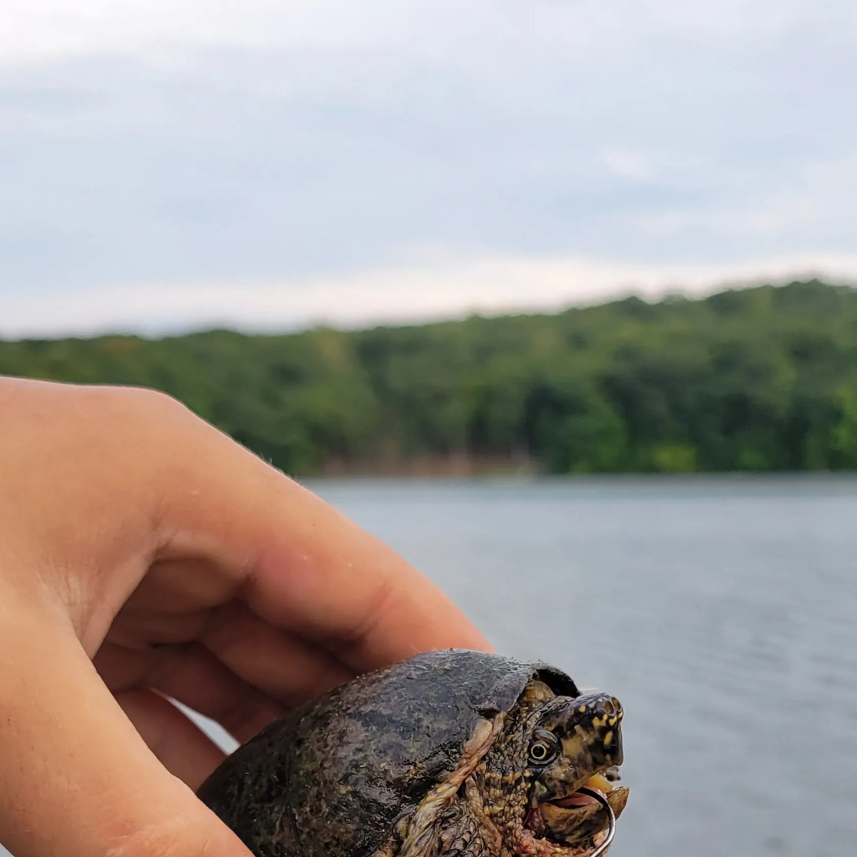 Common snapping turtle caught on Fishbrain
