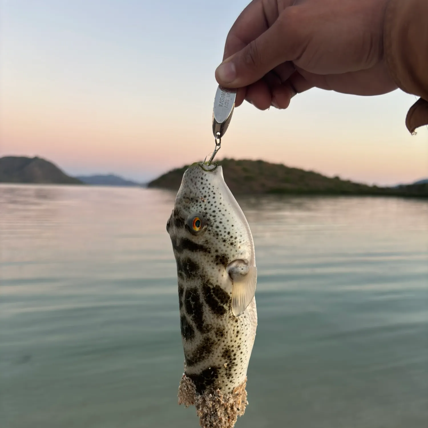 The most recent Bullseye puffer catches on Fishbrain