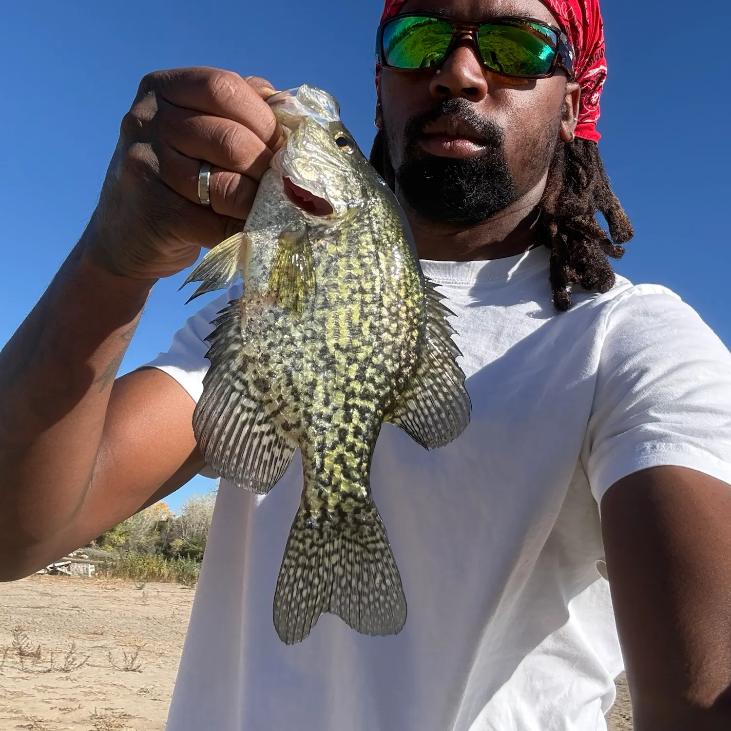 Black crappie caught on Fishbrain