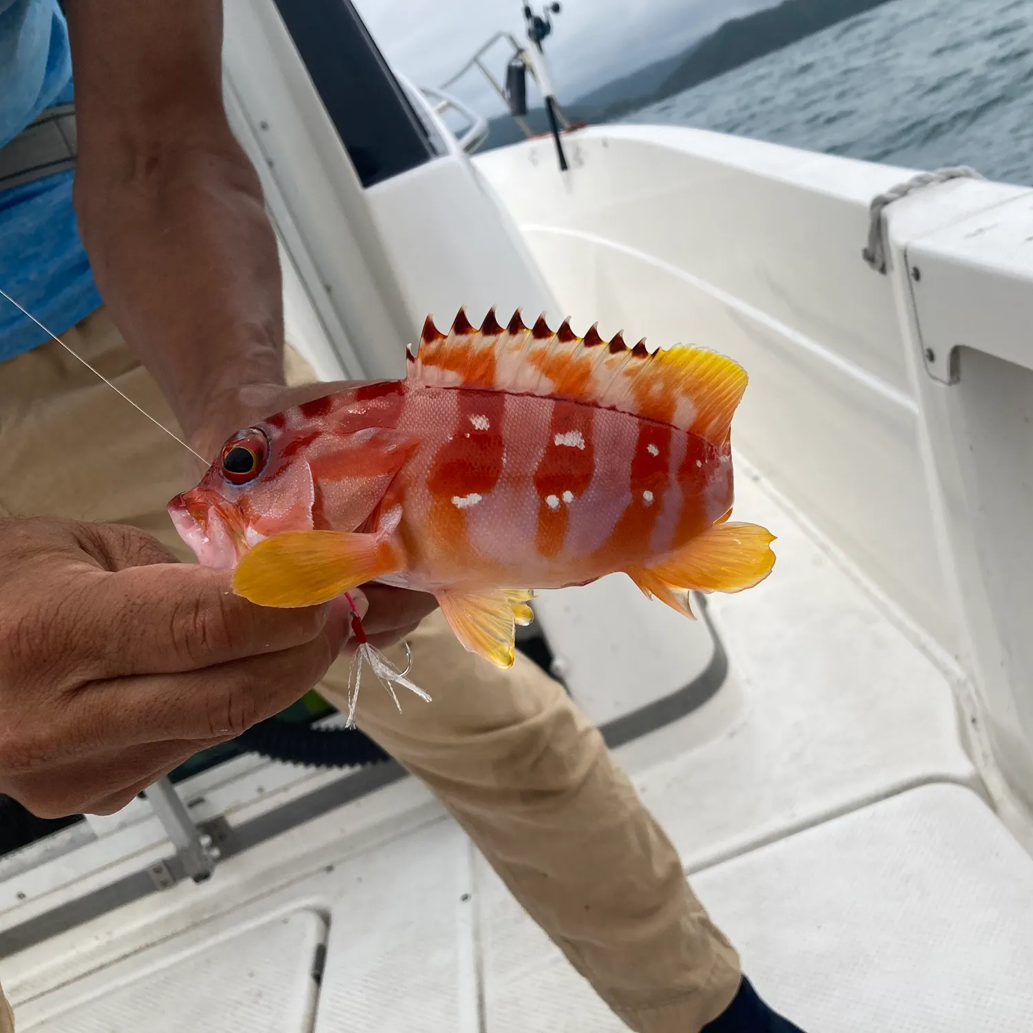 The most recent Spotted coralgrouper catches on Fishbrain