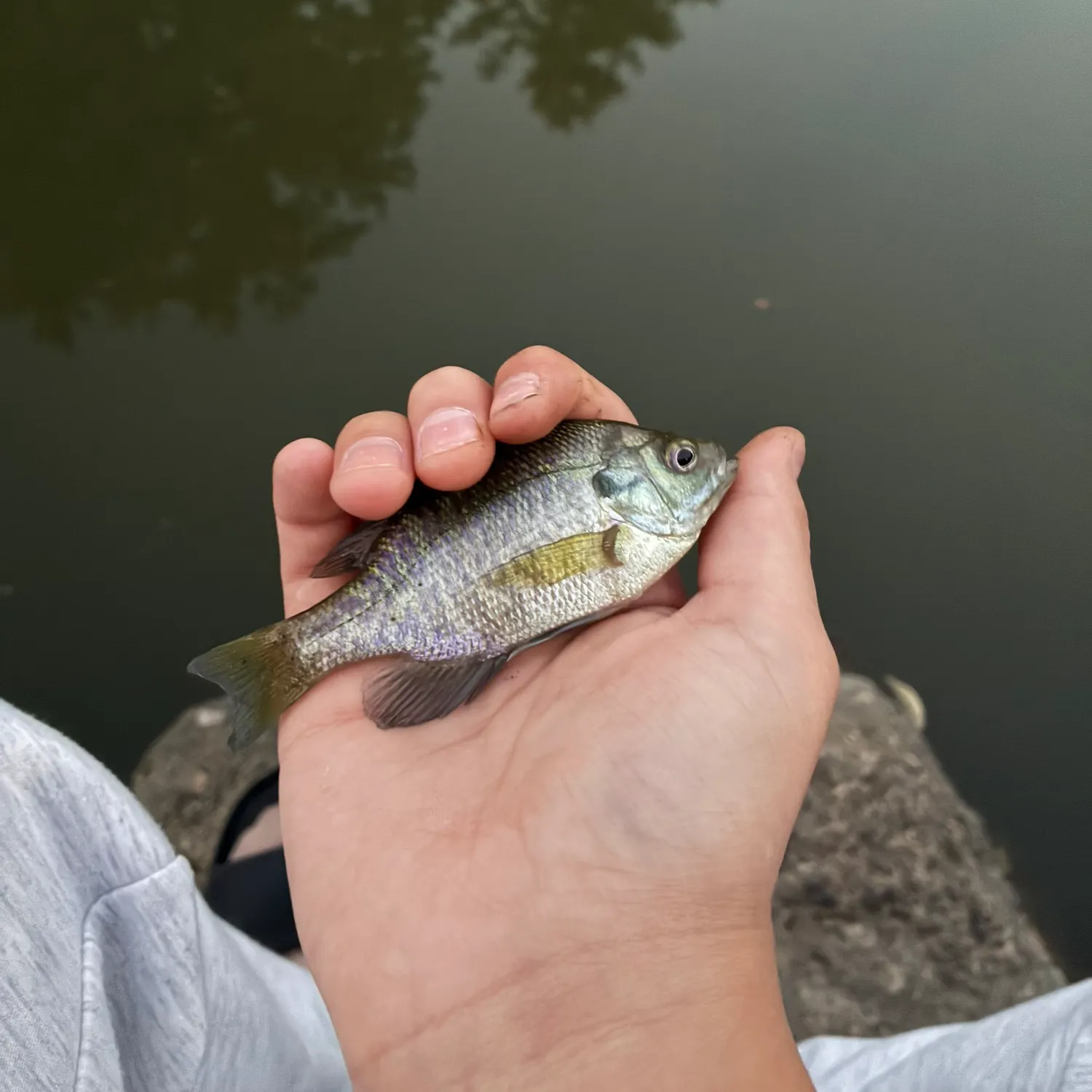 Bluegill caught on Fishbrain