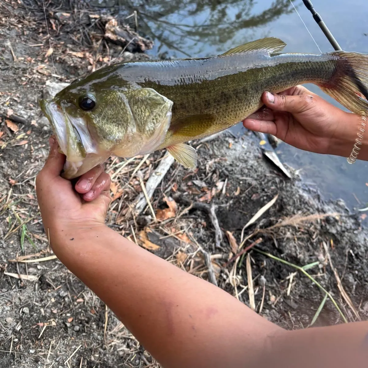 Largemouth bass caught on Fishbrain