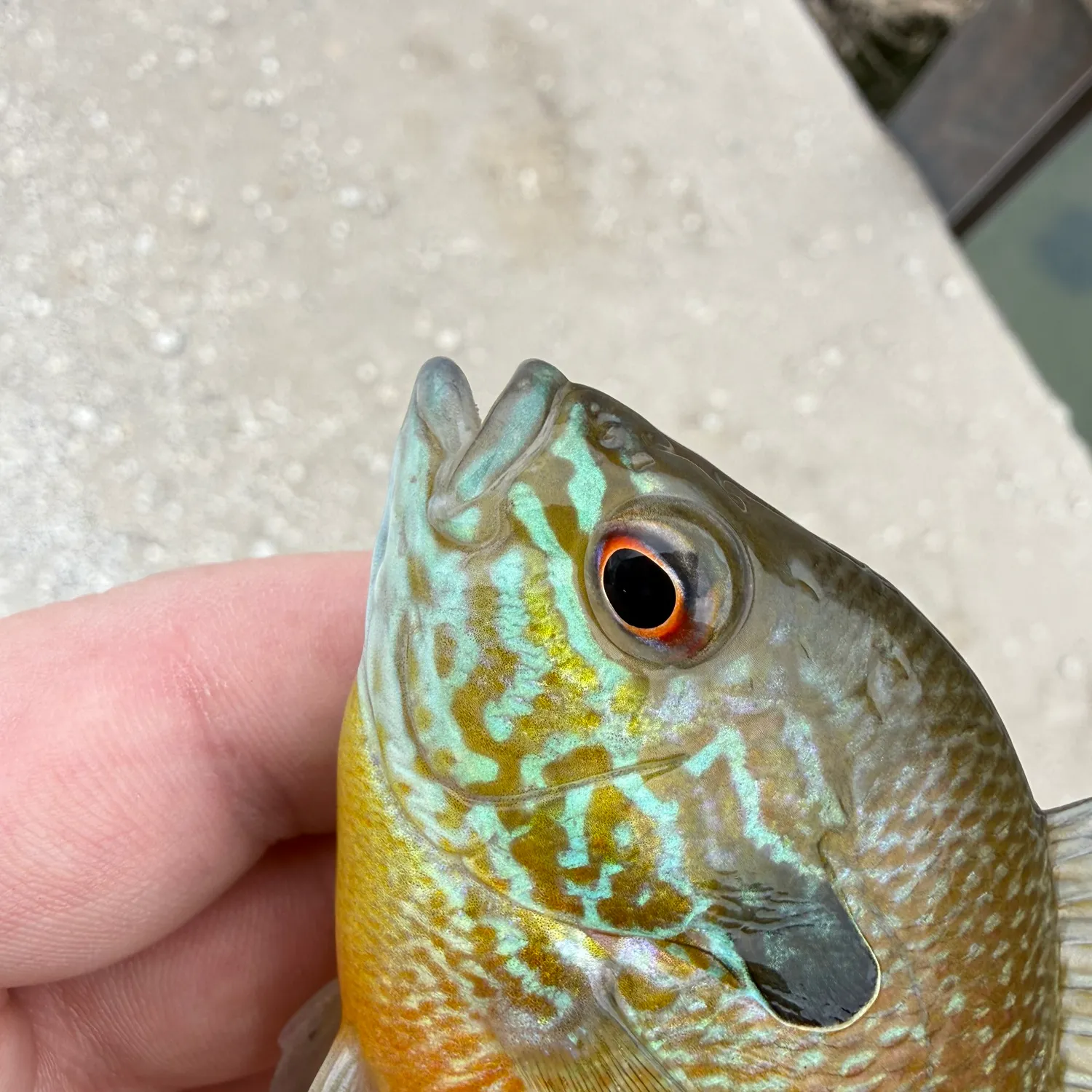 The most recent Longear sunfish catches on Fishbrain