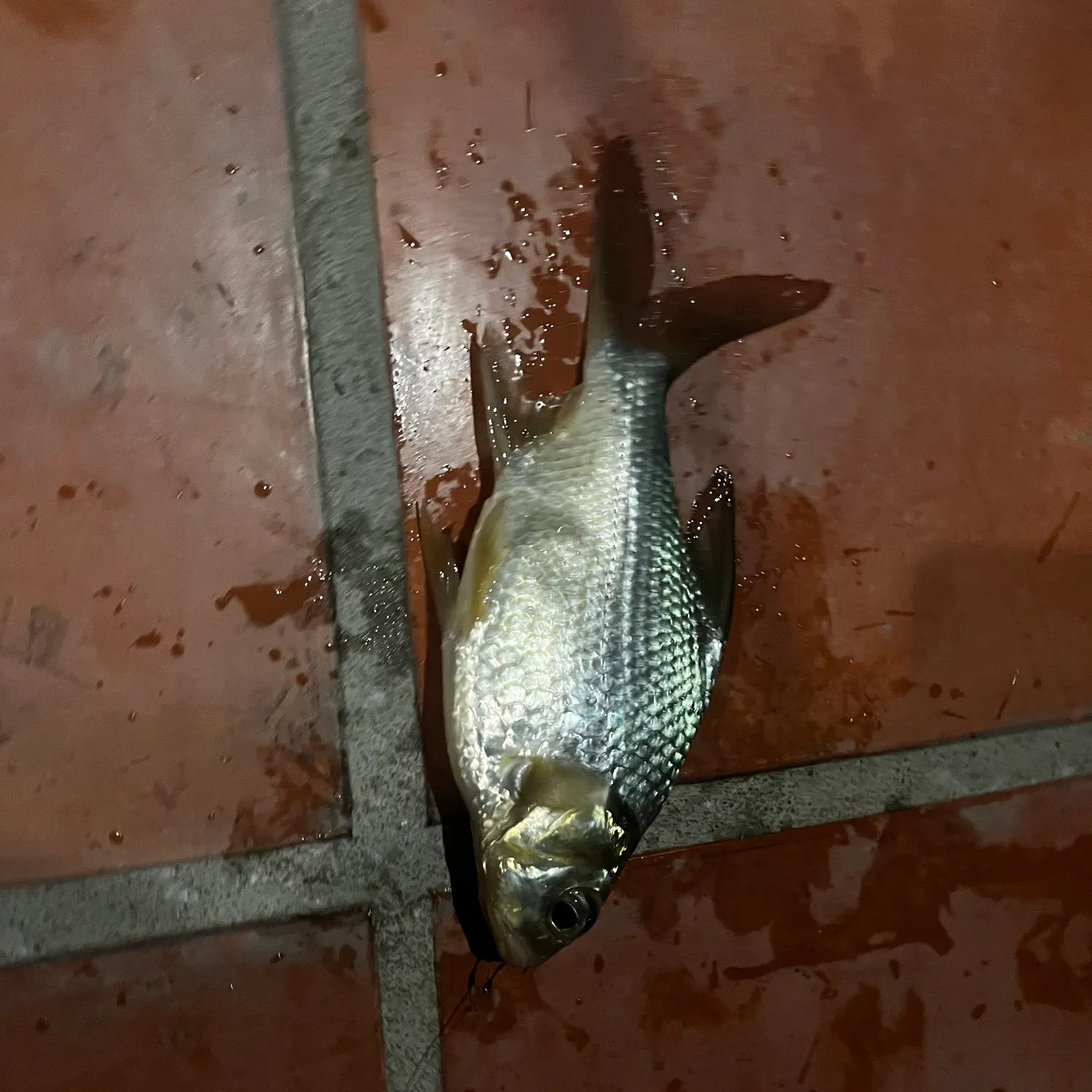 The most recent Siamese carp catches on Fishbrain