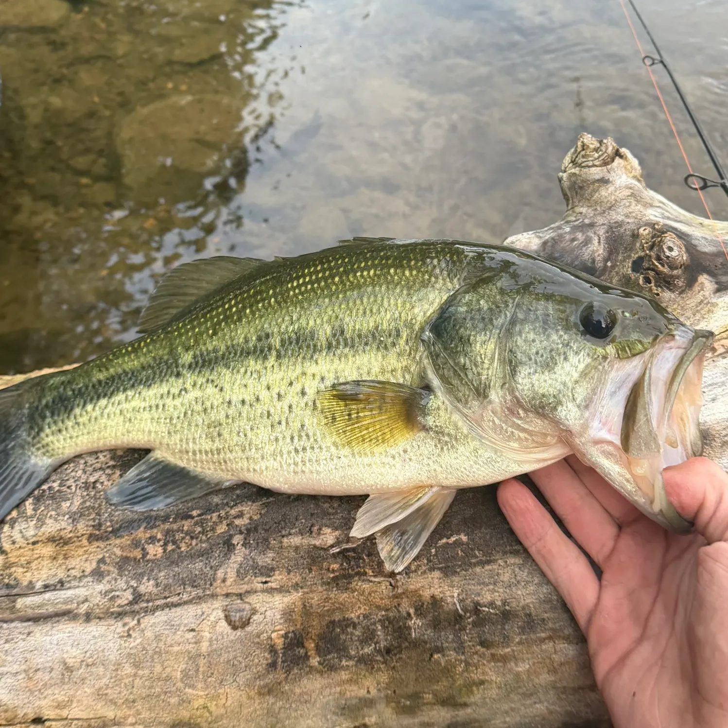 Largemouth bass caught on Fishbrain