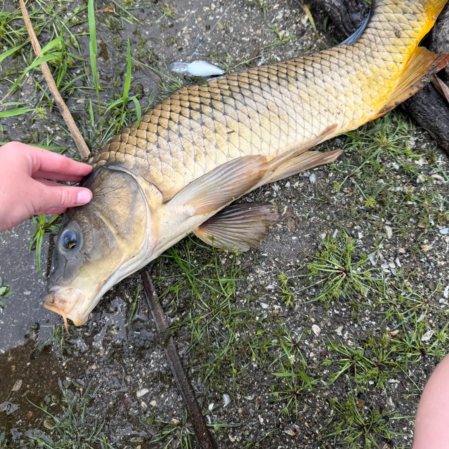 Common carp caught on Fishbrain