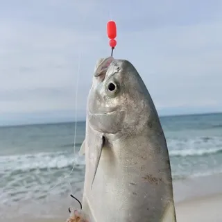 The most recent Palometa catches on Fishbrain