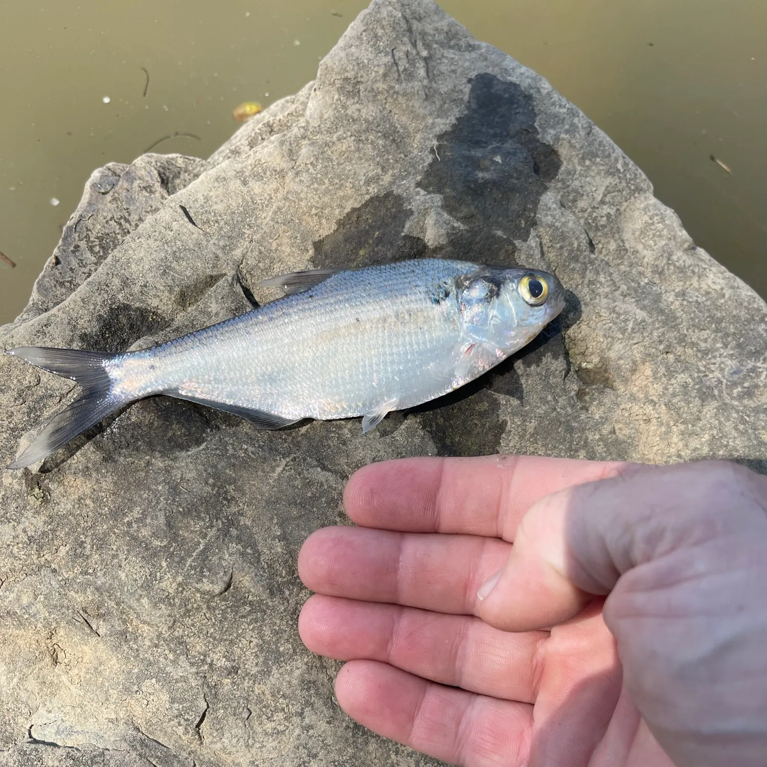 The most recent American gizzard shad catches on Fishbrain