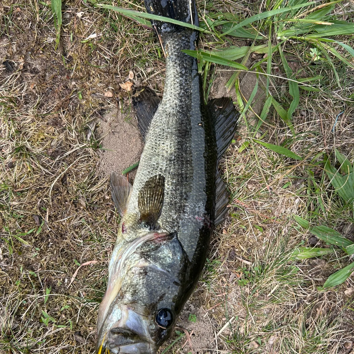 The most recent Largemouth bass catches on Fishbrain