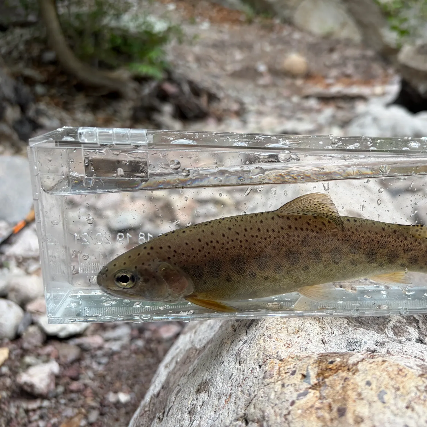 The most recent Gila trout catches on Fishbrain