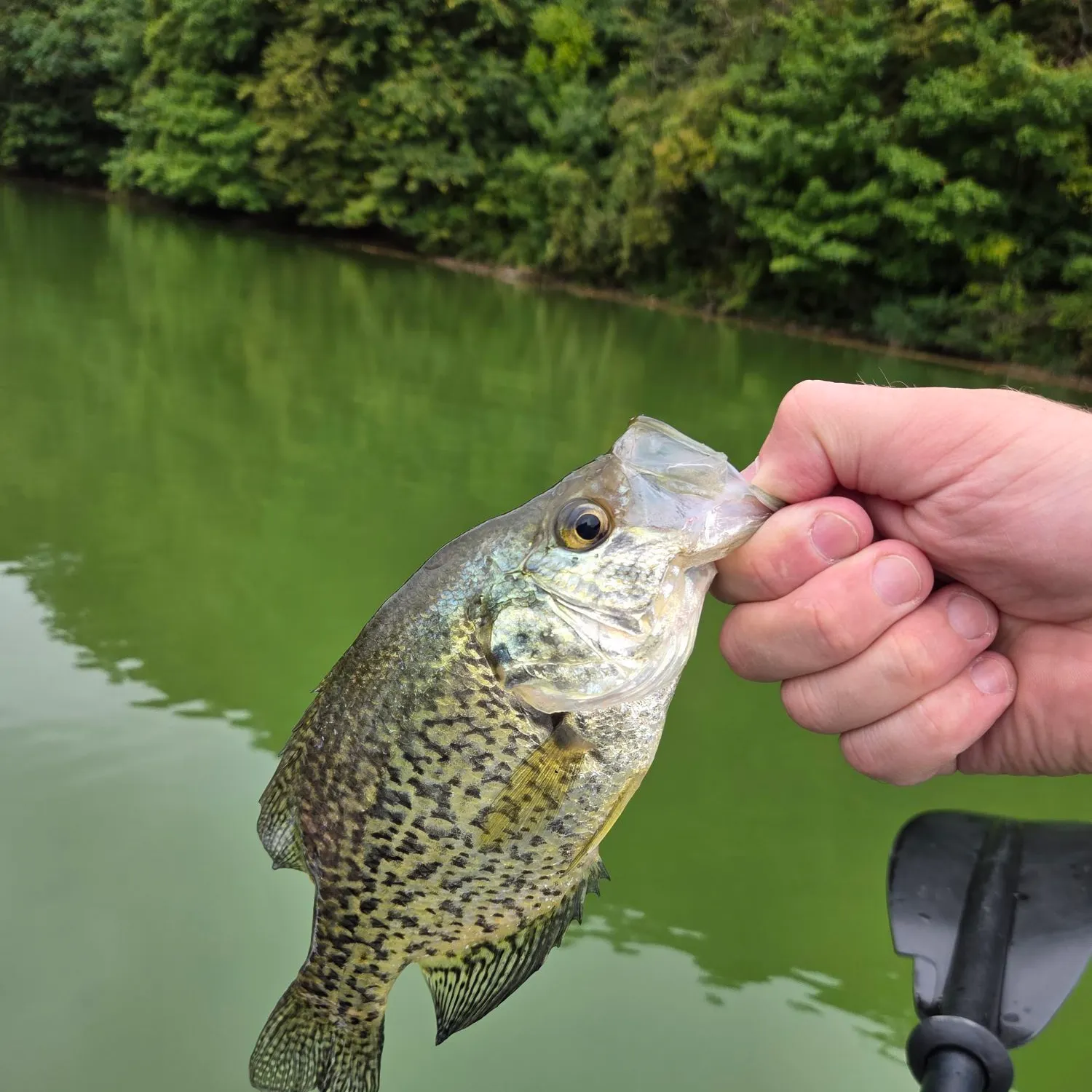 Black crappie caught on Fishbrain