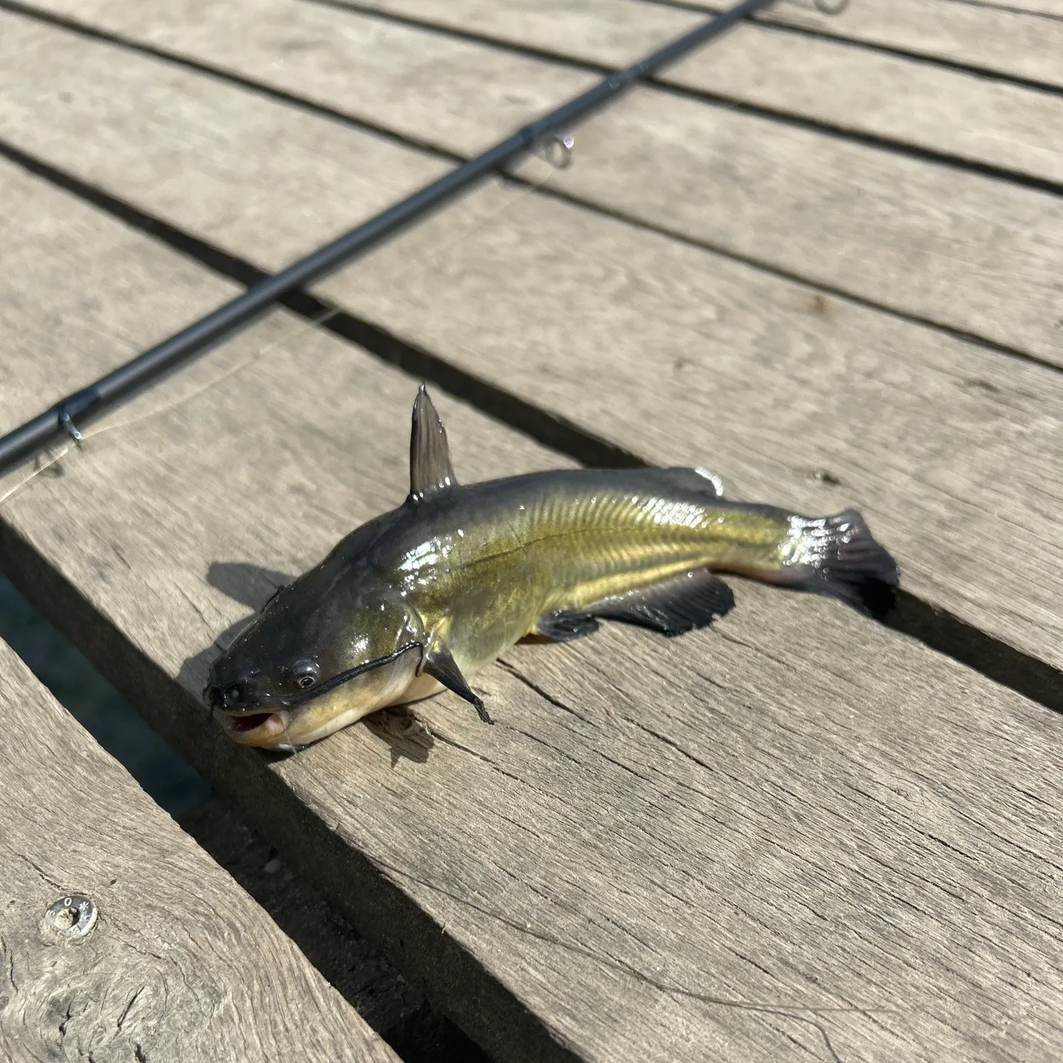 Black bullhead caught on Fishbrain