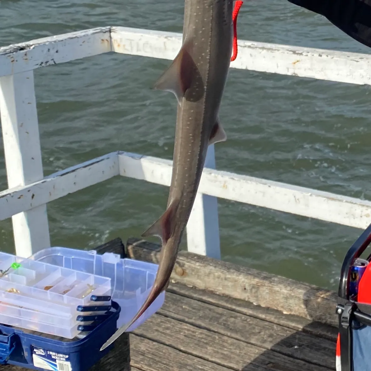 The most recent Gummy shark catches on Fishbrain