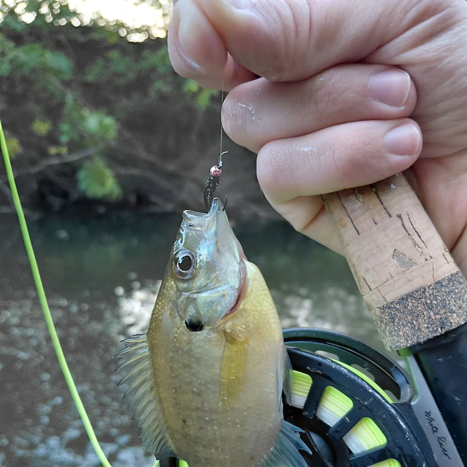 Bluegill caught on Fishbrain