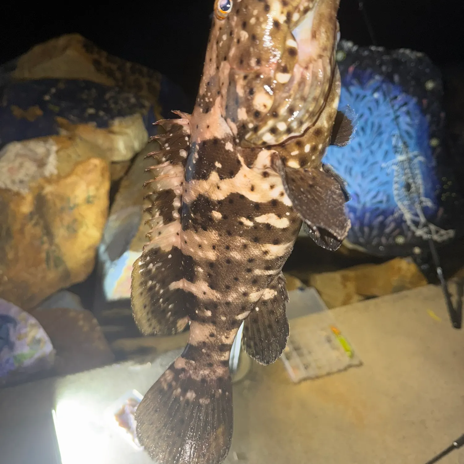 The most recent Orange-spotted grouper catches on Fishbrain