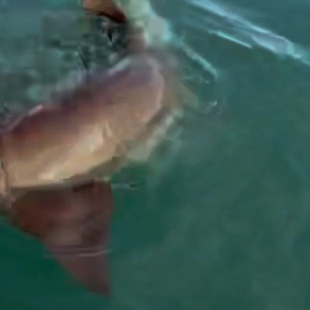 The most recent Nurse shark catches on Fishbrain