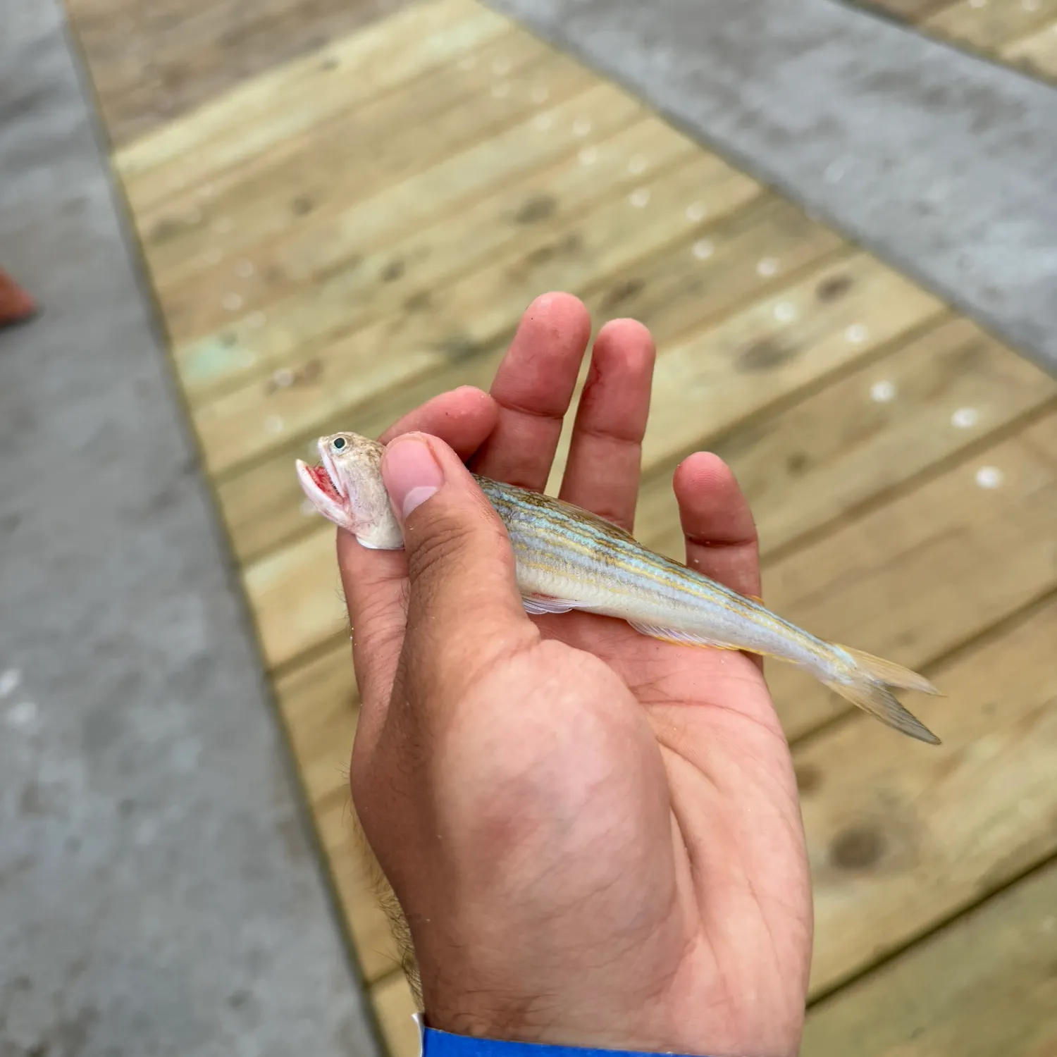 Atlantic lizardfish caught on Fishbrain