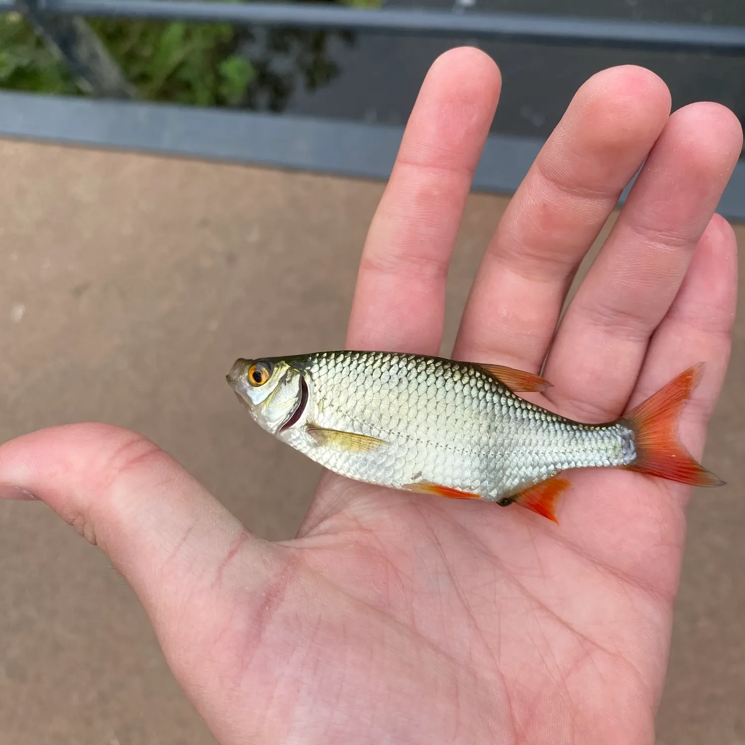 The most recent Common rudd catches on Fishbrain