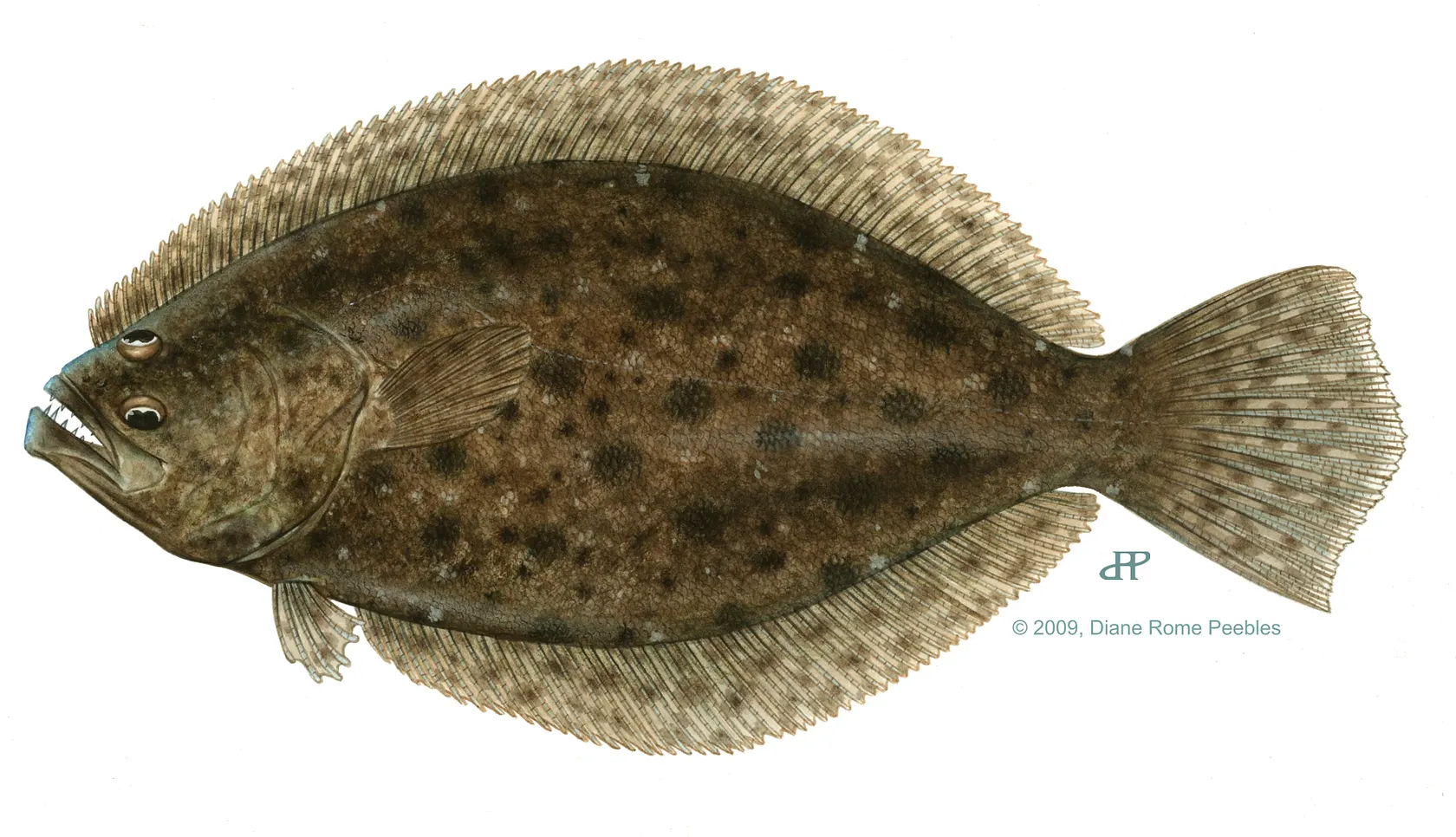 Southern flounder