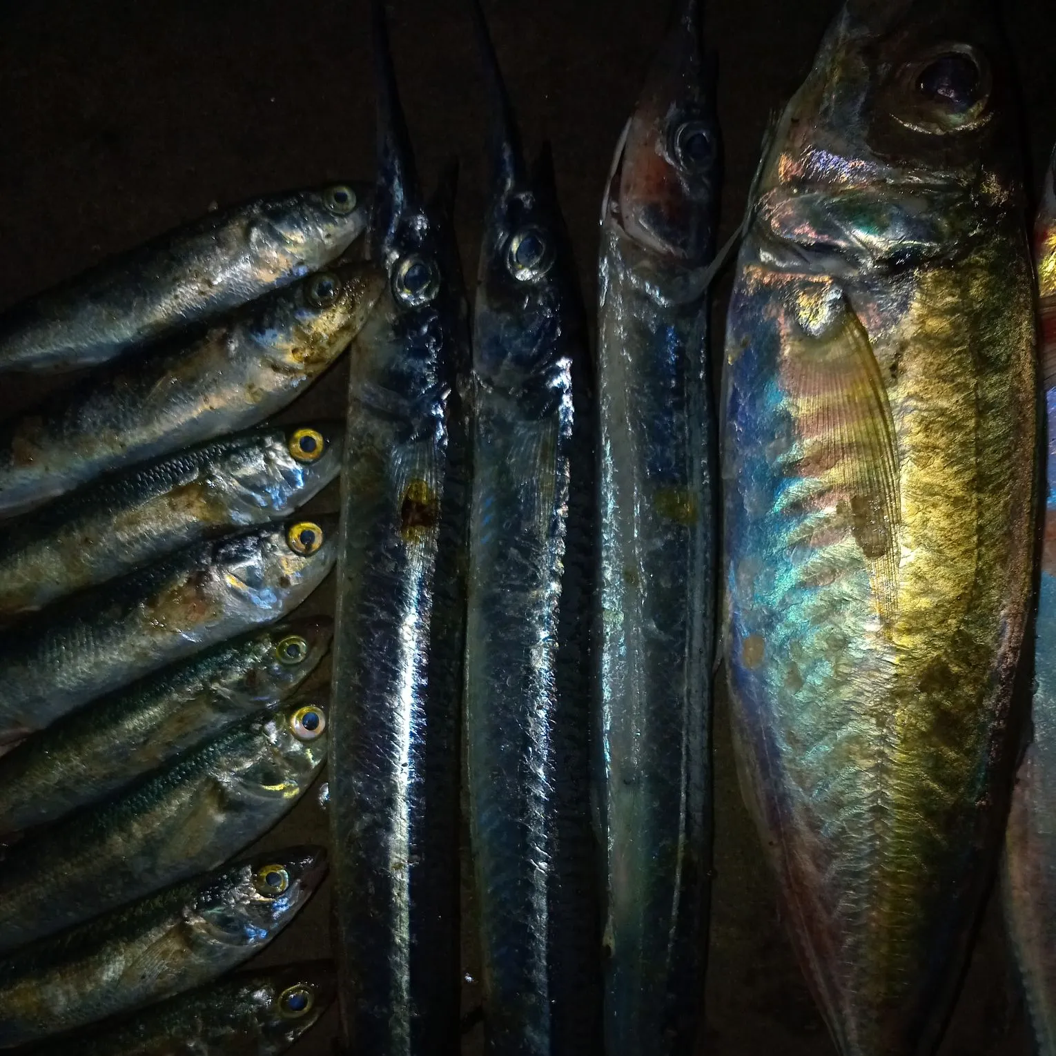 The most recent Keeled needlefish catches on Fishbrain