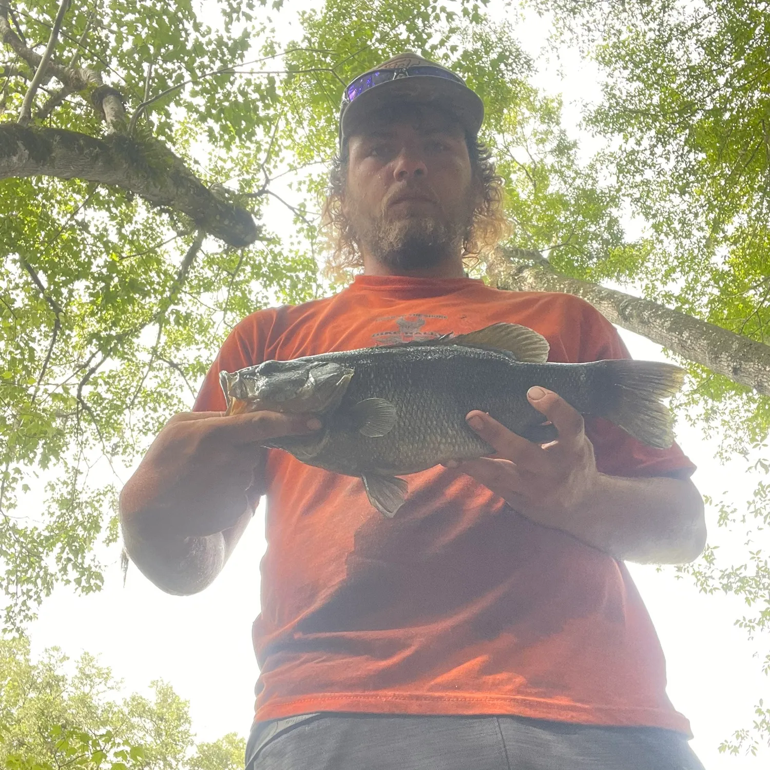 The most recent Suwannee bass catches on Fishbrain