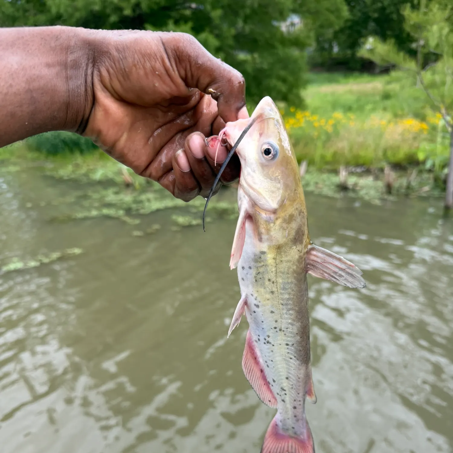 catch