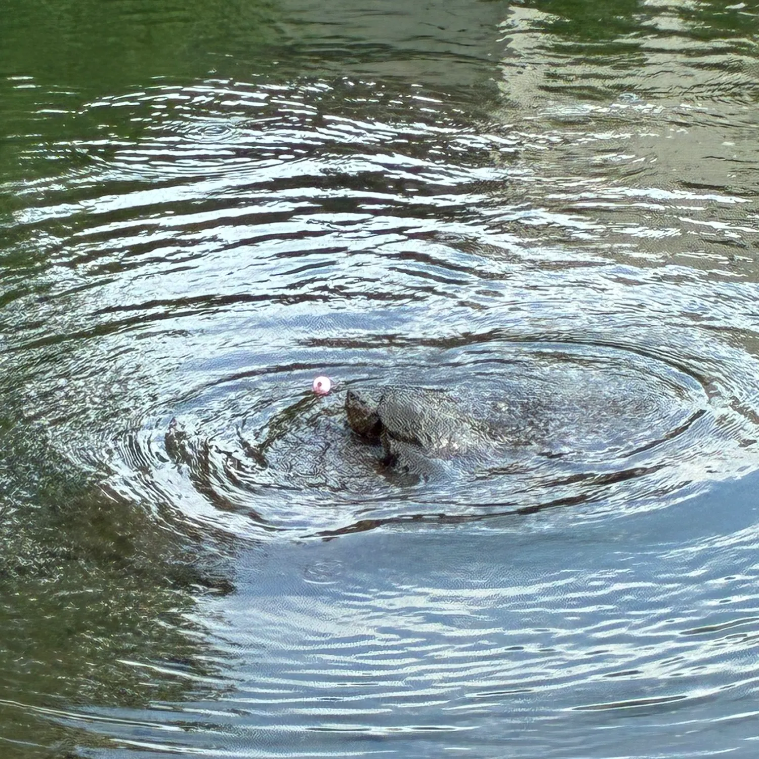 Common snapping turtle caught on Fishbrain