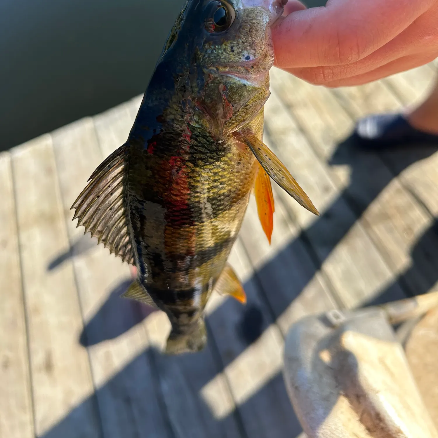 Yellow perch caught on Fishbrain