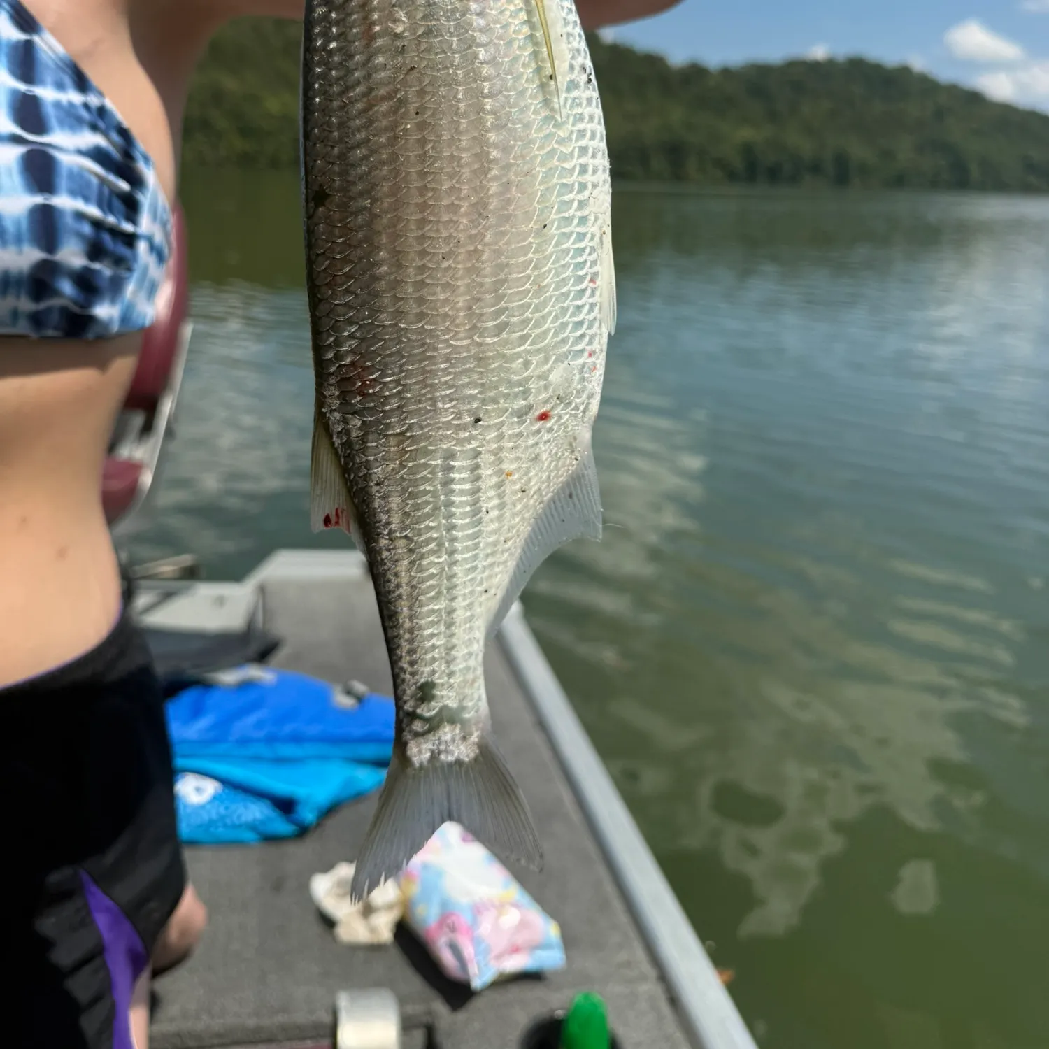Mooneye caught on Fishbrain