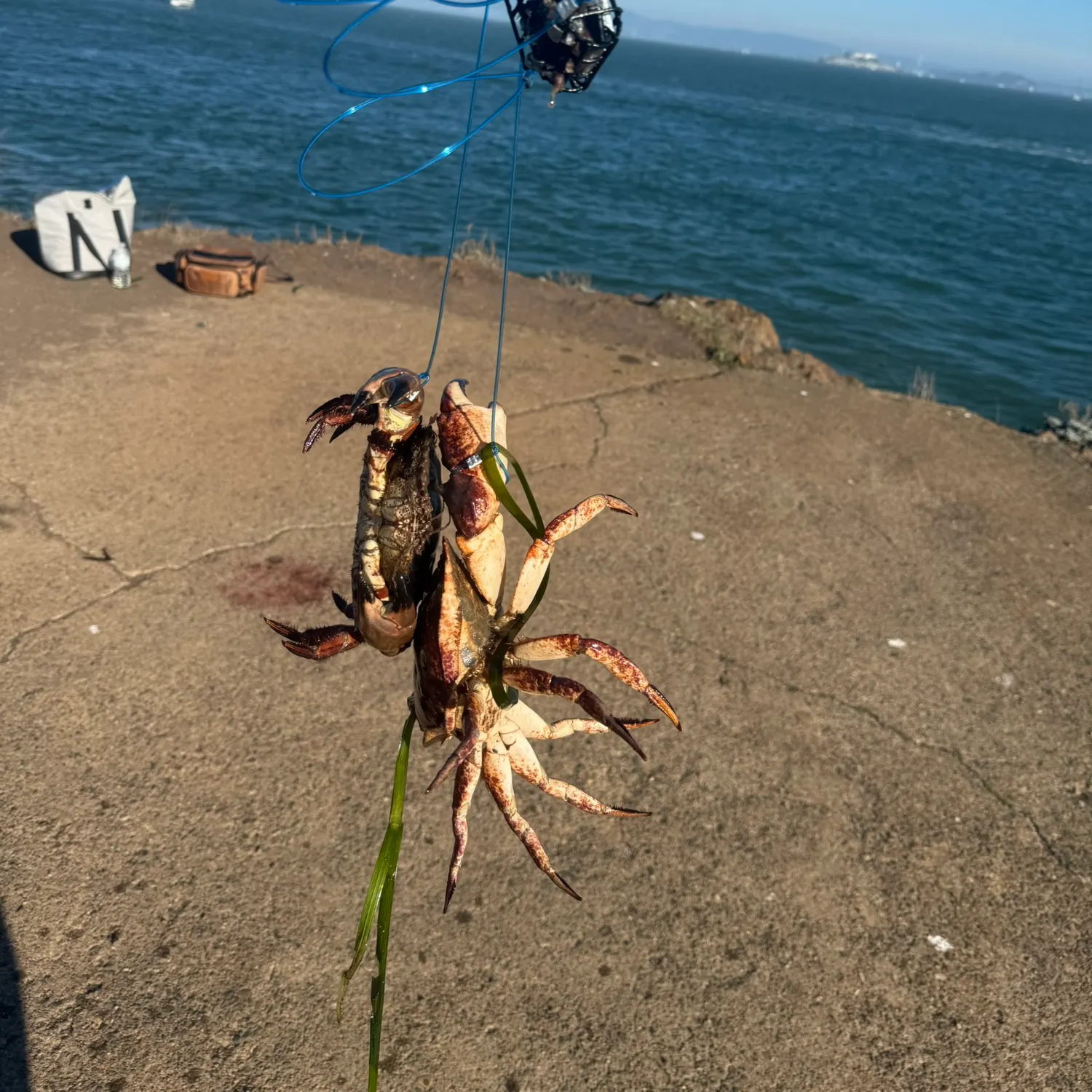 The most recent Red rock crab catches on Fishbrain
