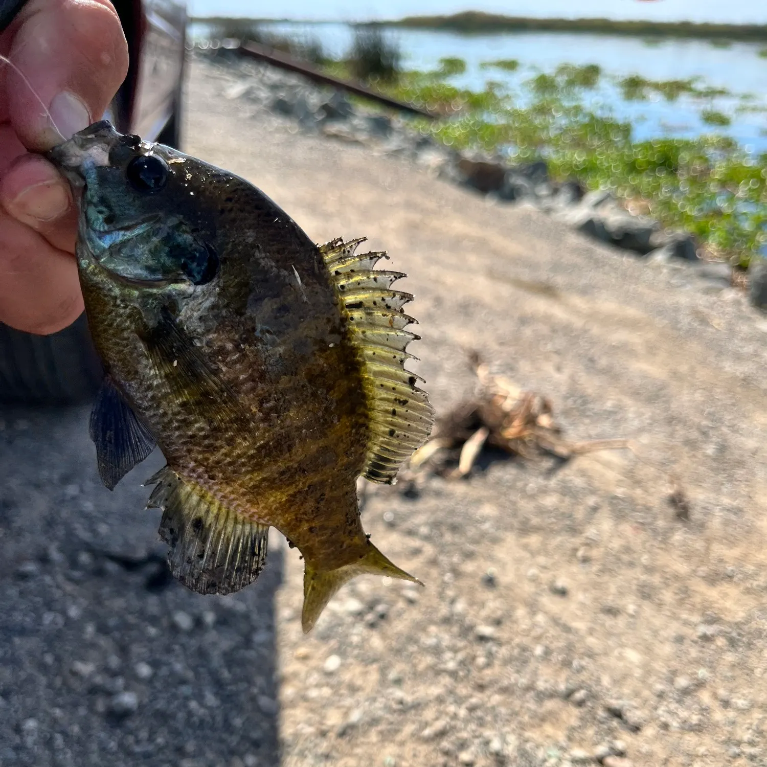Bluegill caught on Fishbrain