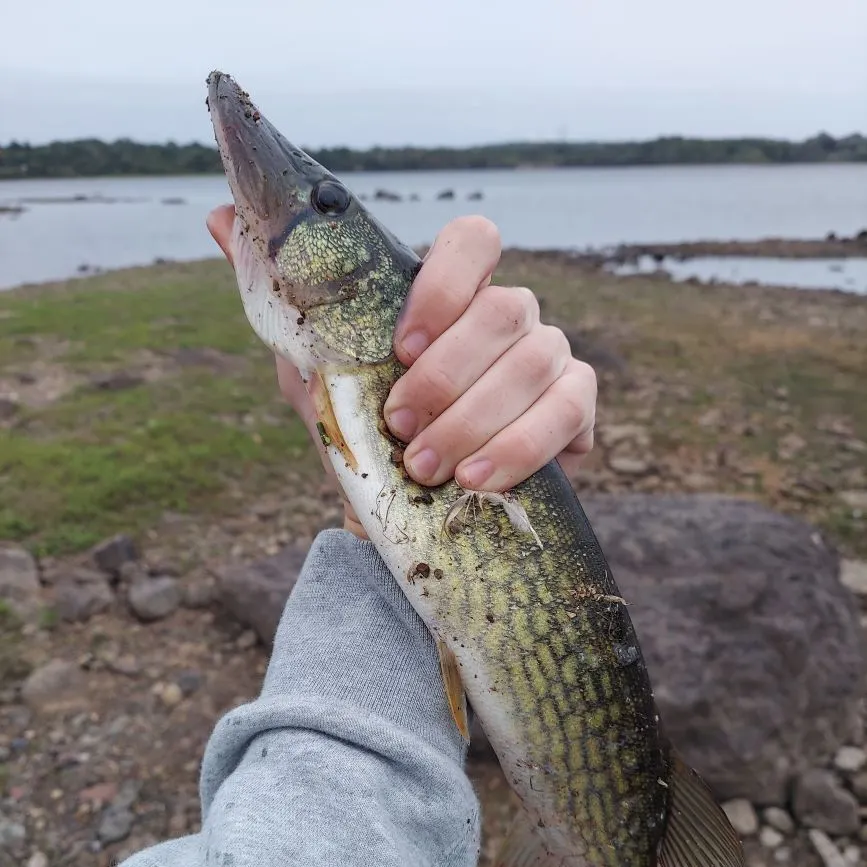 Chain pickerel caught on Fishbrain