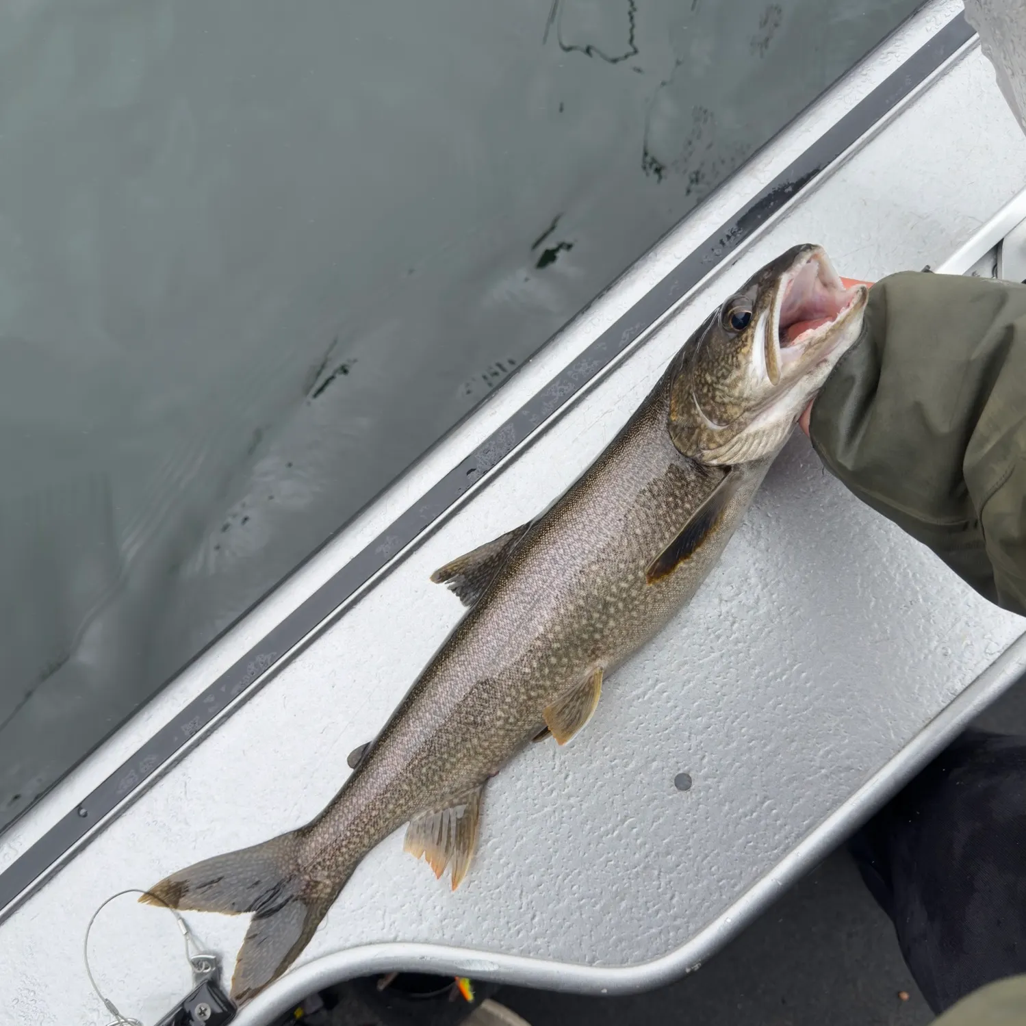 Lake char caught on Fishbrain
