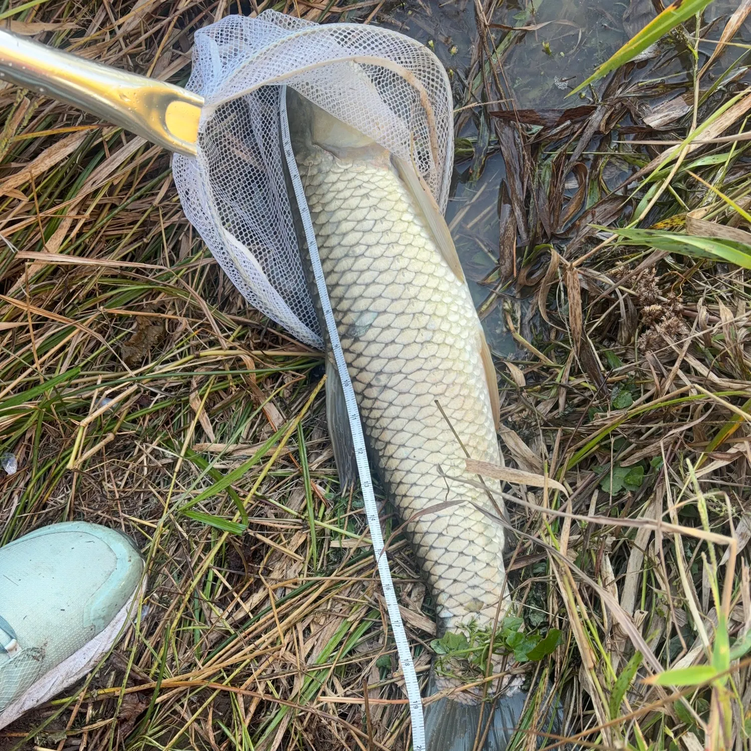 Grass carp caught on Fishbrain