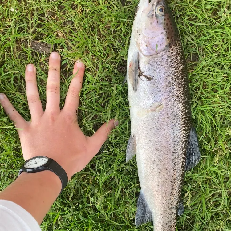 Rainbow trout caught on Fishbrain