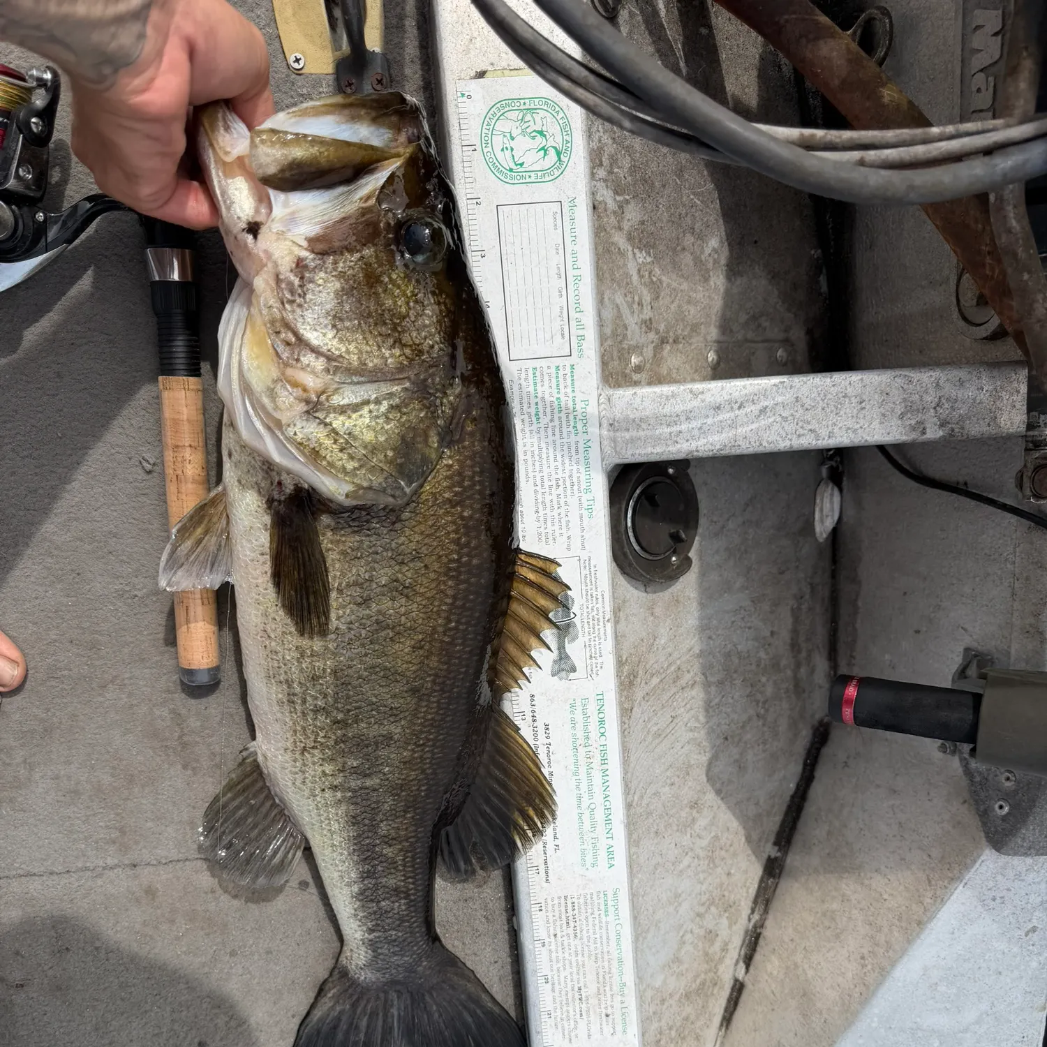 Largemouth bass caught on Fishbrain