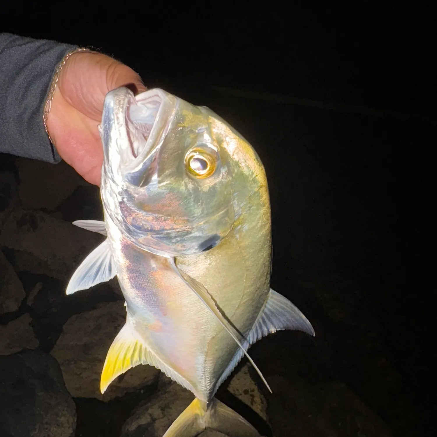 The most recent Crevalle jack catches on Fishbrain