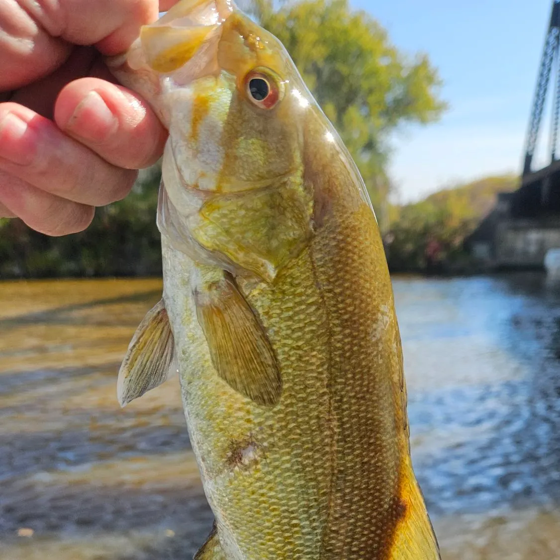 Smallmouth bass caught on Fishbrain