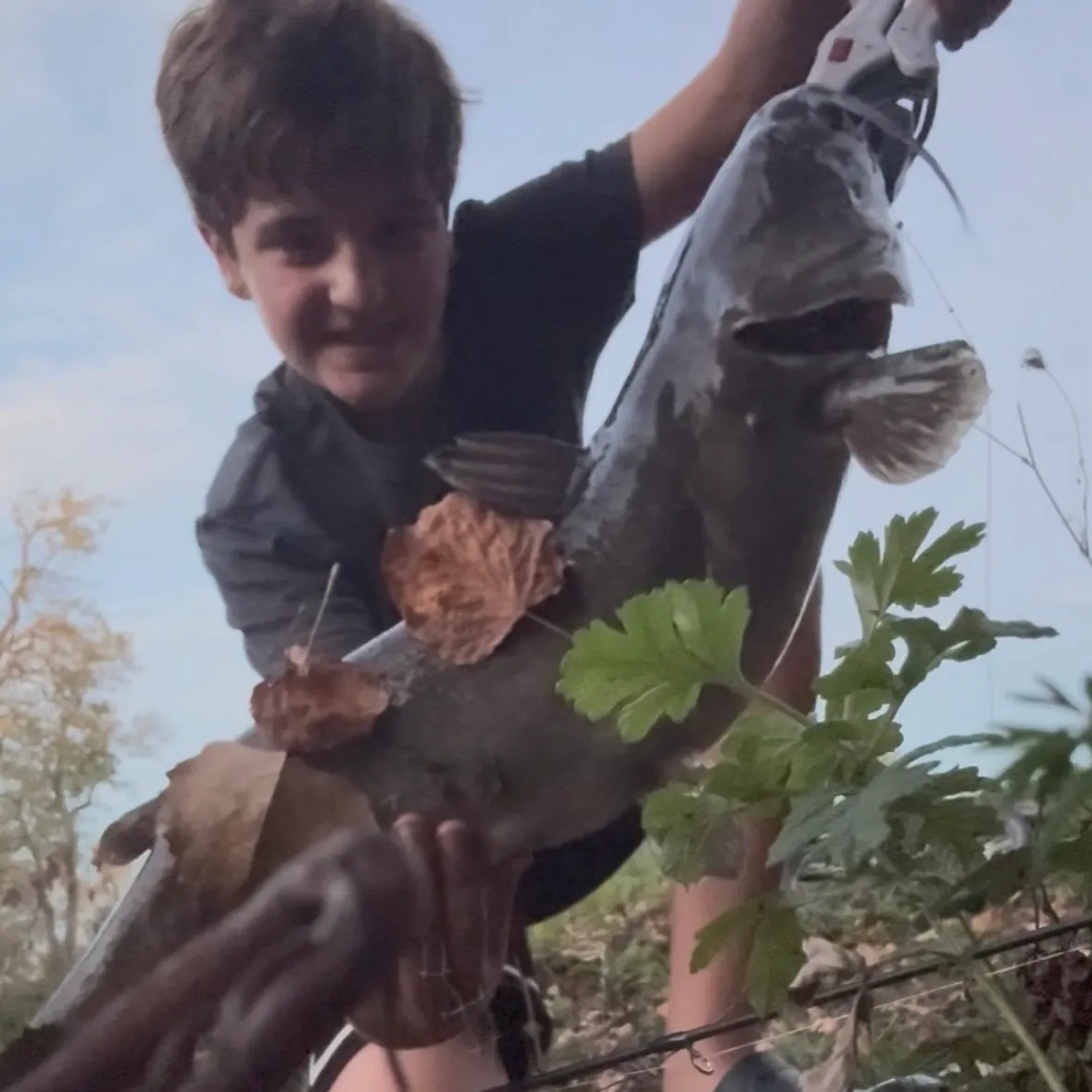 Channel catfish caught on Fishbrain