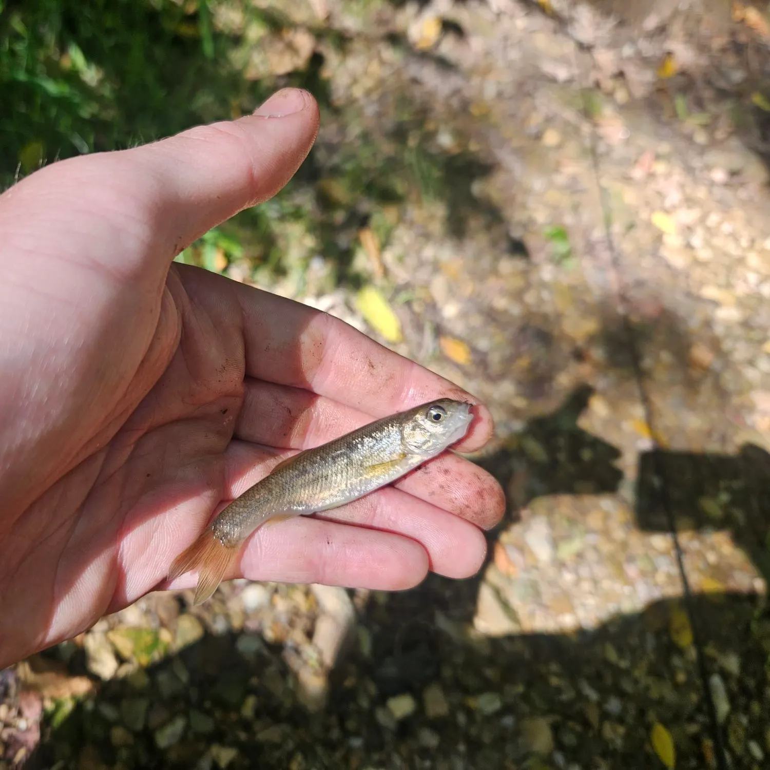 The most recent Allegheny pearl dace catches on Fishbrain