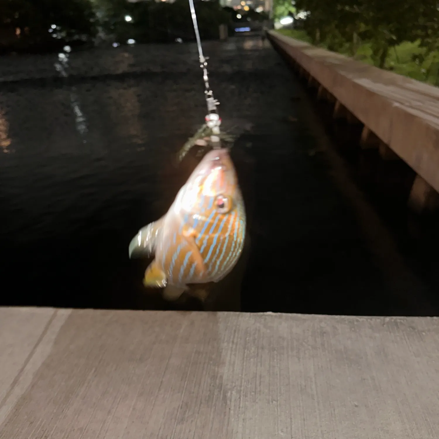 Bluestriped grunt caught on Fishbrain