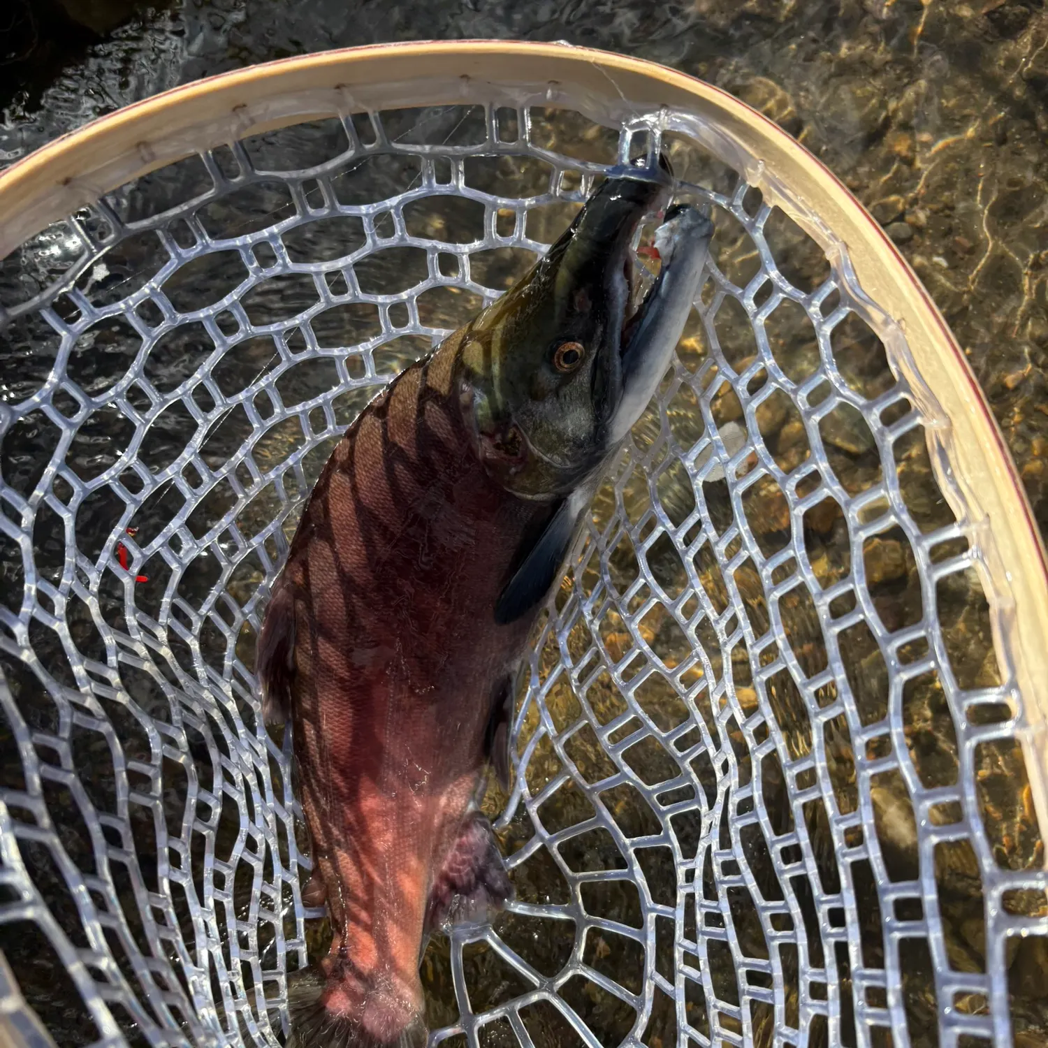 Kokanee salmon caught on Fishbrain